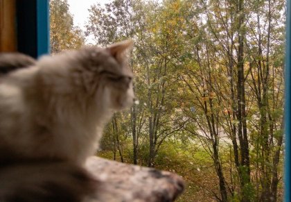 Сильные мокрый снег и дождь ночью и утром в Мурманской области