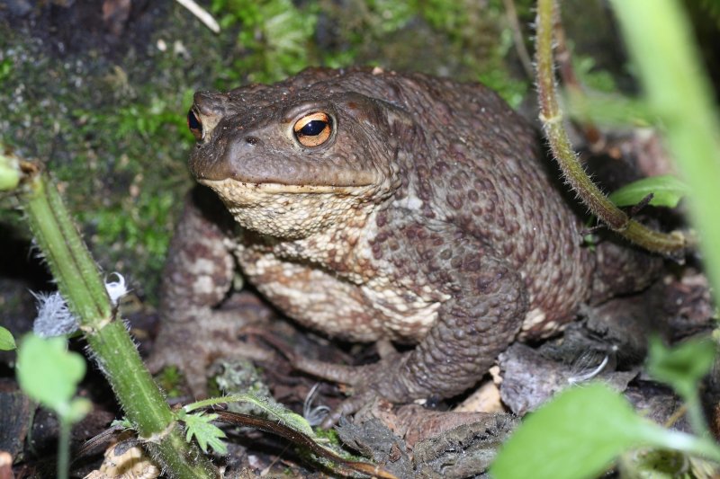 Жабы и лягушки заснули в Мурманской области