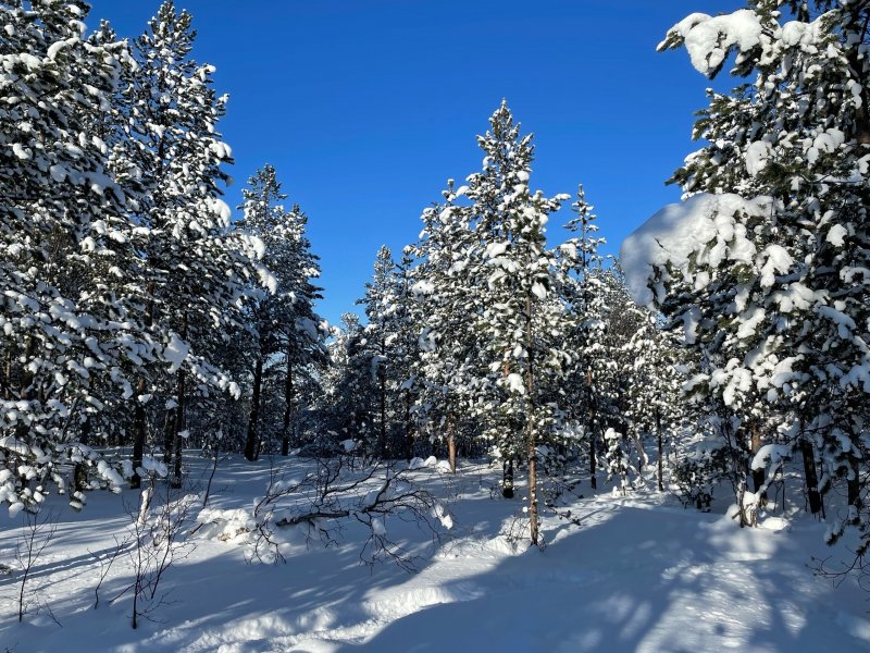 Свалку деревьев обнаружили у поселка Ёнский