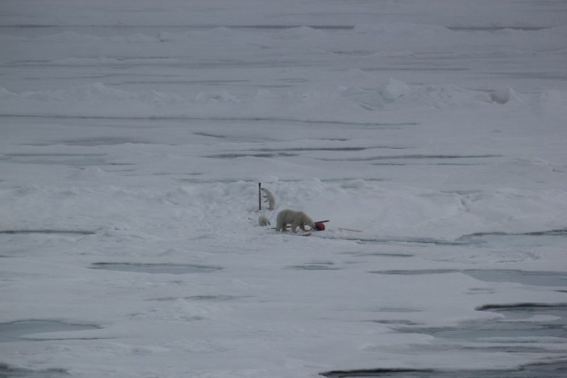 Устроили погром в научном лагере белые медведи в Арктике