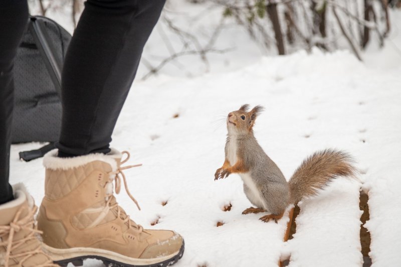 Экотропу «Беличий хвост» построили в Мурманске