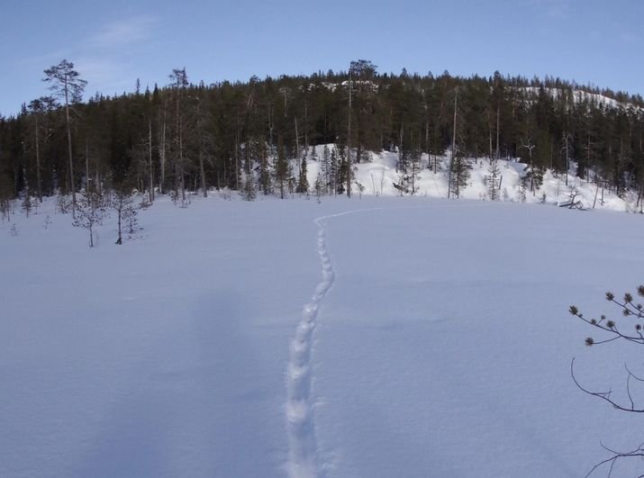 Выдра «наследила» в Кандалакшском заповеднике