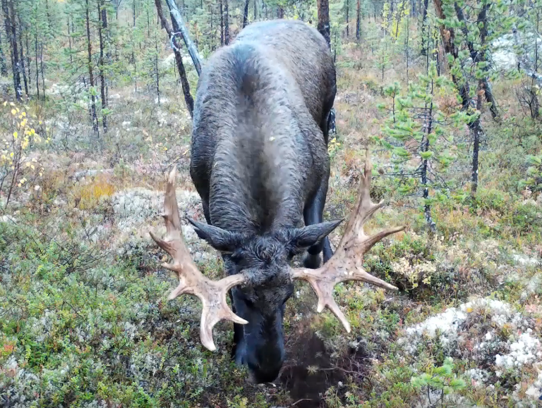 В брачный период в порыве злости лось сломал фотоловушку в Печенгском округе
