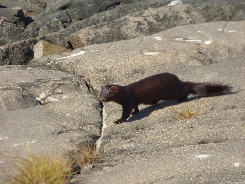 Норку прикормили рыбой жители Кандалакши