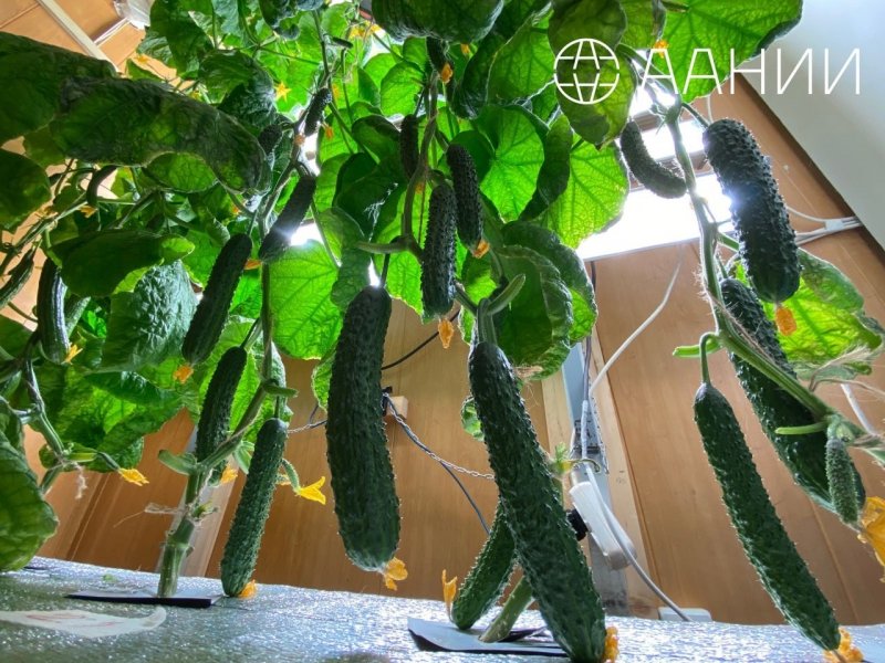 Впервые собрали урожай огурцов на антарктической станции Восток