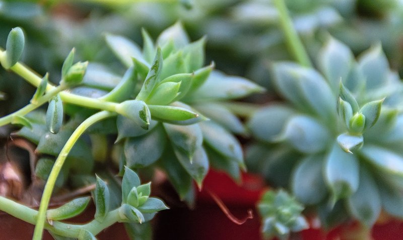 Прикасаться к суккулентам может быть опасно в Ботаническом саду Кировска 