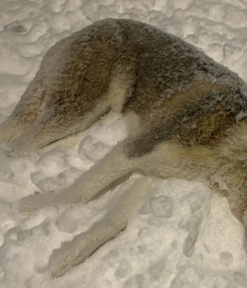 Трупы собак обнаружили на улице в Кандалакше