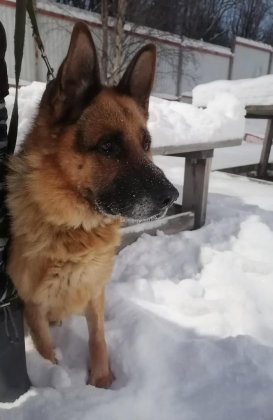 Ищут хозяев трем служебным собакам в Мурманске