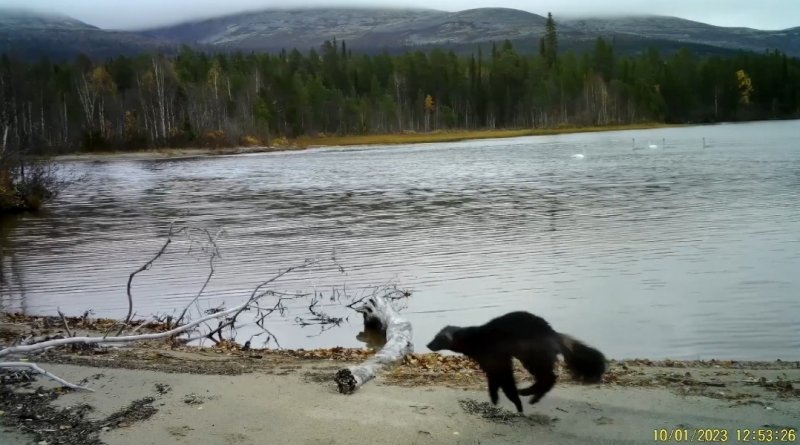 Росомаха нервировала лебедей в Лапландском заповеднике