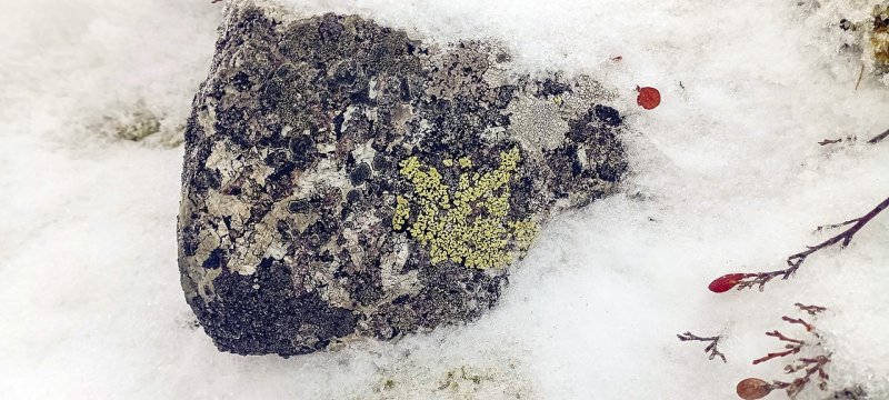 Попробовать на вкус лишайники предложат участникам нового турмаршрута в Кировске