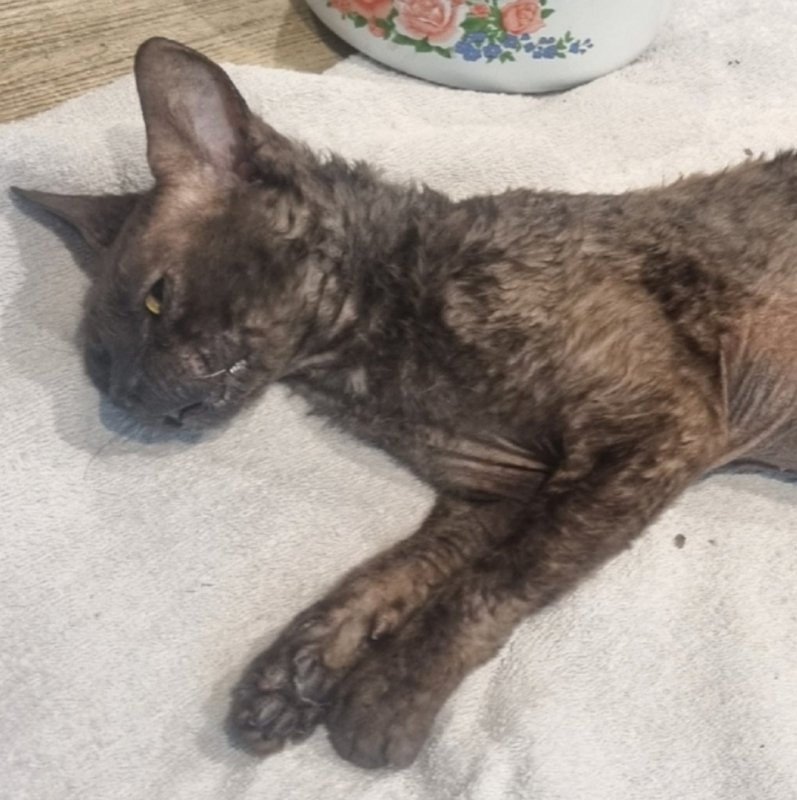 Голодные кошки ели котят: 50 истощенных животных нашли в квартире пенсионера в Мурманске