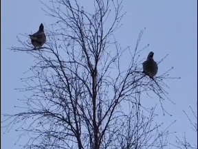 Пухлые рябчики от голода залезли на тонкие ветки деревьев в регионе