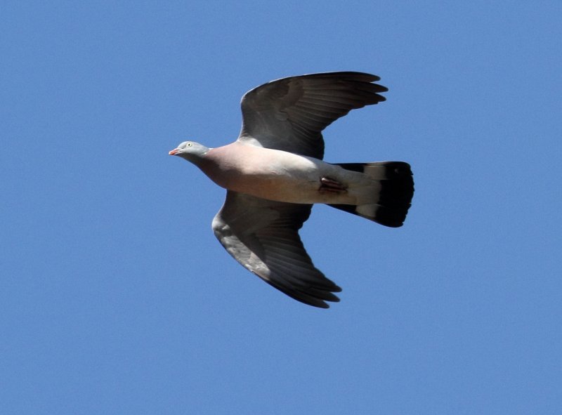 Стонущие голуби обитают в Мурманской области