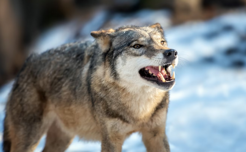 Еще одного волка ликвидировали близ Ковдора