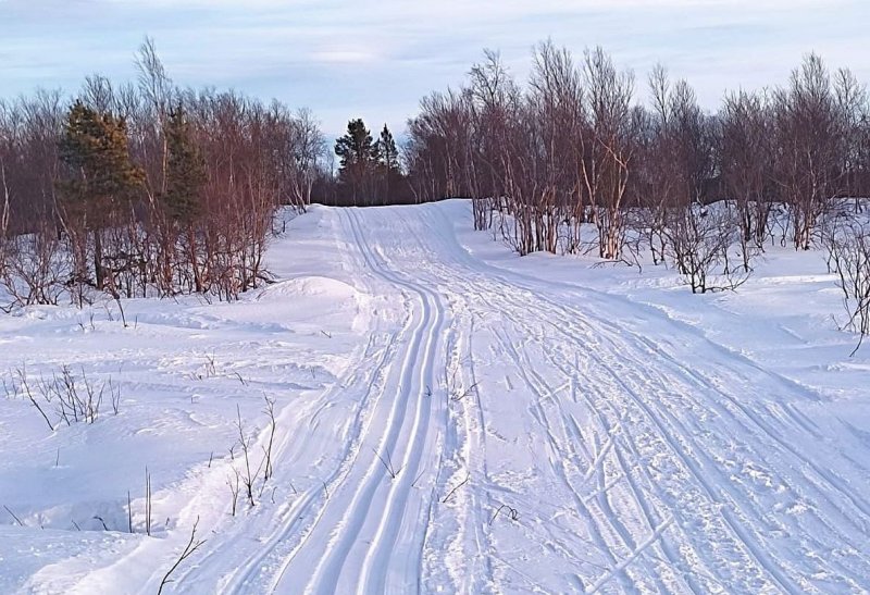 Мурманчан просят помочь в строительстве трассы Лыжного марафона Праздника Севера