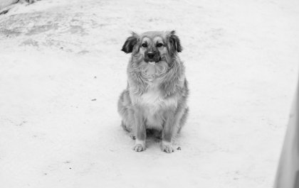 Избил свою собаку до смерти житель Мурмашей