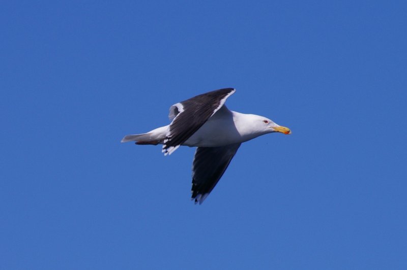 Первые перелетные птицы прилетели на юг Мурманской области
