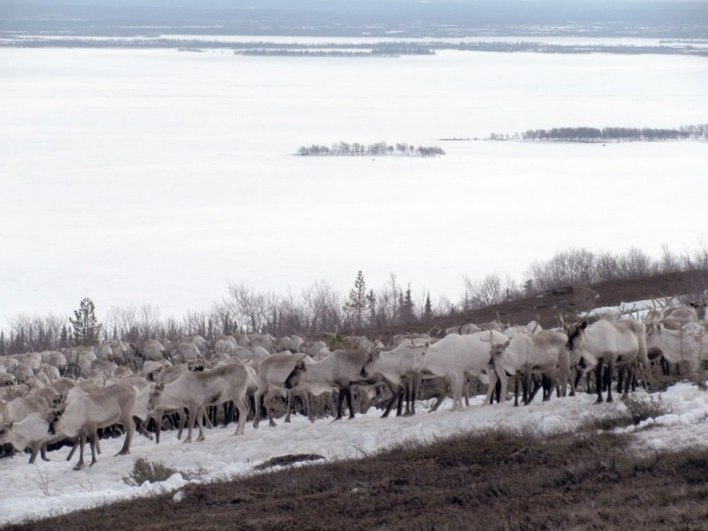 Оленей в Ловозерских горах пугают туристы и собаки