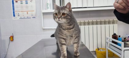 131 кошку стерилизовали по акции в Мурманской области