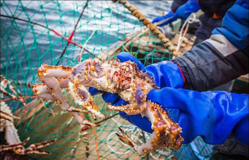 Любительский лов краба начнется 1 мая в Мурманской области