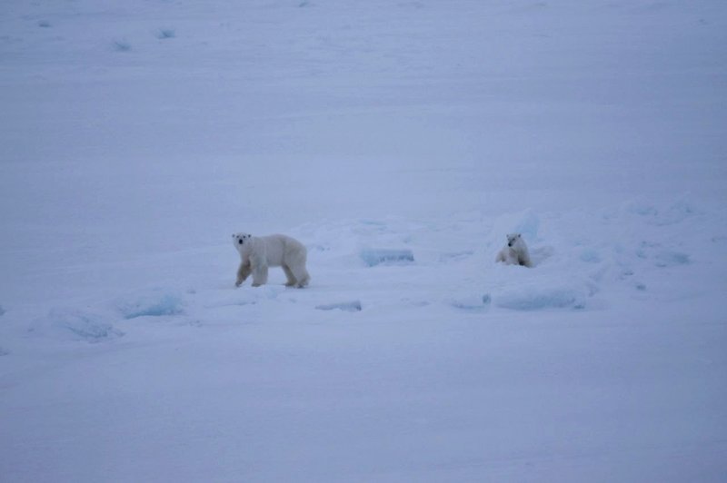 Помешали романтическому свиданию белых медведей моряки в Арктике