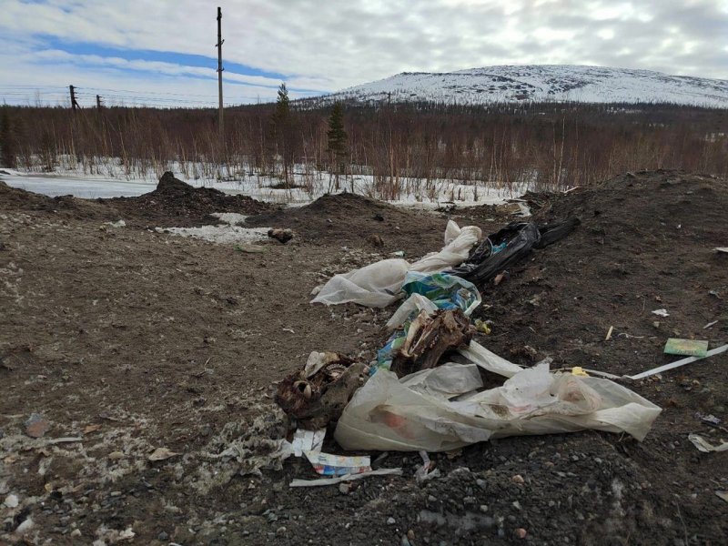 Свалку останков оленей нашли в Мончегорске