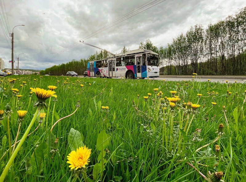 На летнее расписание переходит общественный транспорт Мурманска
