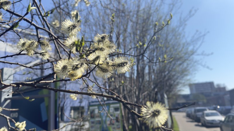 Грозы и +25° придут в Мурманскую область