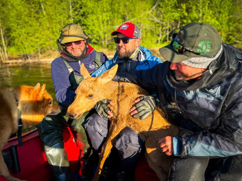 Спасли тонущего лосенка рыбаки в Мурманской области