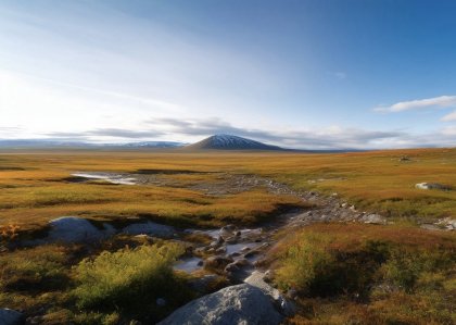 Тяжелые металлы нашли на оленьих пастбищах в Мурманской области