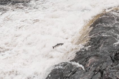 Инспектор Росрыболовства подарил изъятую у браконьера семгу 