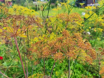 Рекорд средней температуры августа установлен в Мурманске