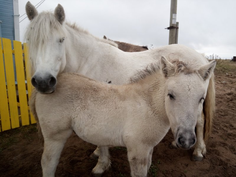 Кузоменские лошади стали героями фильма