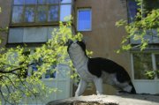 Усатый «Колян» появился в Коле