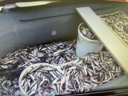 За корюшку из Имандры сесть в тюрьму могут двое браконьеров