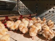 «Тулома» начнет производить куриные яйца для северян