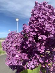 Похолодание до +18º прогнозируют в Мурманске