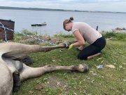 Помогли больному дикому коню ветеринары в Кузомени