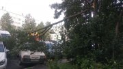 Рухнули деревья из-за урагана в Кировске