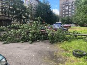 Рябина упала на автомобиль в мурманском дворе 