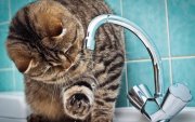 Без горячей воды на сутки останется весь Кировск