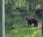 Медведь с бродячими собаками ищет еду возле Раякоски