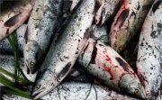 Рыбаки сдали 30 тонн рыбы в Умбе