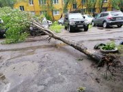 Повалило ветром деревья в Мурманске