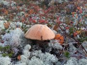 «Грибная» погода в ближайшие дни в Мурманской области