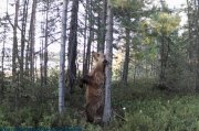 Ламбаду танцевал медведь в лесу Кандалакши (видео)