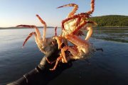 Сегодня уже можно ловить крабов в Мурманской области