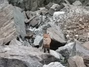 Лисята бегают в Мурманске