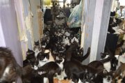 40 кошек остались в квартире одни в Лувеньге