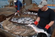 Поставлена точка в истории с производством рыбы на судах